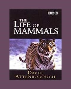 The Life Of Mammals (Theme from the BBC TV Series) — Dan Jones